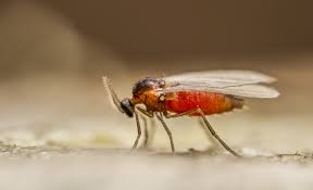 how to get rid of gnats the