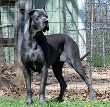 How Do American Great Danes And Euro Great Danes Differ Quora