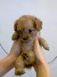 Teacup dogs are extremely popular pets because these micro dogs look like puppies forever. Teacup Toy Poodles For Sale Puppies For Sale Dogs For Sale Dog Breeders Dog Kennel Kitten For Sale Cat For Sale