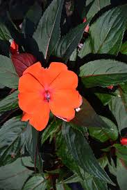New guinea impatiens have long been a popular flower to plant for their gorgeous flowers, striking foliage, and ability to brighten up shady spots in yards. Magnum Orange New Guinea Impatiens Pahl S Market Apple Valley Mn