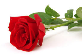 lover love rose images browse 159 184