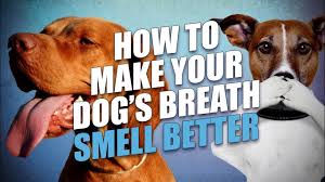 how to make a dog s breath smell better