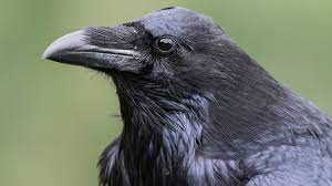 Corbeau : taille, description, biotope, habitat, reproduction