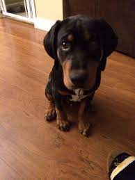 Chocolate looks a lot like a guide dog puppy in training from our group named eagan. Boomer Our Black And Tan Coonhound Lab Mix Puppy Love Our Dog Lab Mix Puppies Pet Dogs Puppies