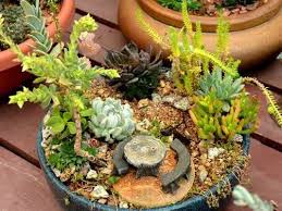 Miniature Succulent Fairy Garden