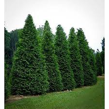 Green Giant Arborvitae 4 Plants In 4 Separate 2 5 Inch Containers 6 14 Inches Tall