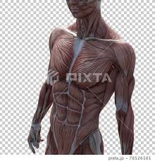 It allows for movement of the shoulders and shoulder blades. Muscle Specimen Male Chest Abdominal Upper Body Stock Illustration 78526101 Pixta