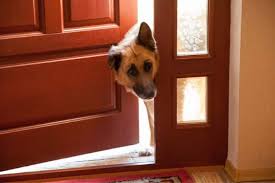 How To Stop Dog Scratching Door When