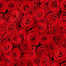 red rose background images