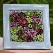 large succulent picture frame new