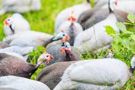 Listen to the male guinea fowl sounding their calls. Chickens Vs Guinea Hens How To Choose Which To Raise Know Your Chickens