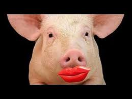 putting lipstick on a pig you