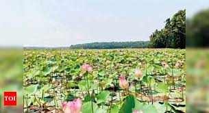 It S Gloom Amid Bloom For Lotus Farmers