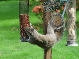 5 best squirrel proof bird feeders