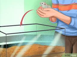how to set up a hamster cage 15 steps