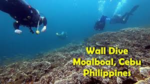 wall dive moalboal cebu philippines