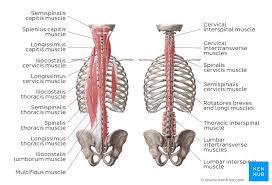 After a brief pause at the bottom, contracted position named after the movement woodcutters make to chop wood this exercise works your abs, shoulders and obliques. Muscles Of The Trunk Anatomy Diagram Pictures Kenhub