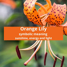 orange lily symbolic meaning symbolic