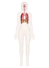 Respiratory System Interactive Anatomy Guide