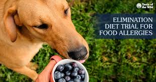 does your pet have a food allergy a