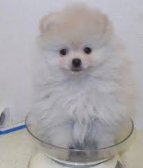 Welcome to pomeranian home puppies our puppies are raised in our home and treated as members of the family. Pomeranian Puppies Ready For New Homes Minneapolis Brainerd Savage Mn Animal Pet