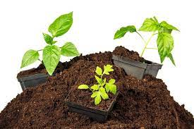 what is peat moss what is it used for