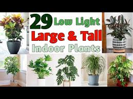 29 Low Light Indoor Large And Tall