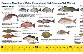 South Wales Fish Guide Ruler Decal 105cm Sticker Salt Water Species