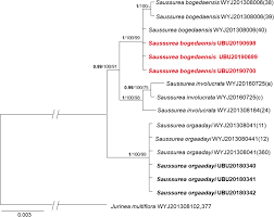 A new record of critically endangered Saussurea bogedaensis ...