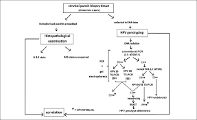 Flow Chart Depicting Study Design Ts Pcr Type Specific