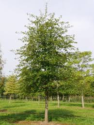 Green gable gum is also known for it's glossy green leaves in spring and summer. Nyssa Sylvatica Or Black Gum Zone 4 This Tree Has Dark Green Black Fruit That Stands Out As Well As It S Gorgeous Red Fall Color It I Tupelo Tree Nyssa Tree