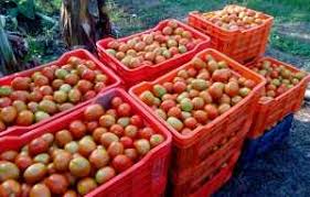 Image result for tomato crop