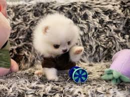 Find pomeranian puppies for sale and dogs for adoption. Teacup Puppies For Sale Near Me Tiny Teacup Puppies For Sale