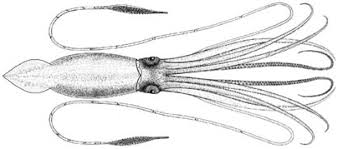 Calamari helps you in leave management and tracking attendance. Giant Squid Wikipedia