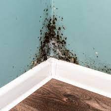 removing black mold from your basement