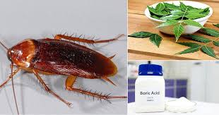 14 natural ways to get rid of roaches