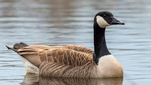 Of the canada goose's 14 different calls, there are alert calls and warning calls, but only one true alarm call. B C City Council Approves Planned Cull Of Up To 250 Invasive Canada Geese Ctv News