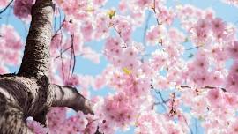 Maruoka Castle Cherry Blossom Festival