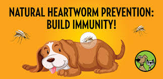 heartworm facts prevalence cation