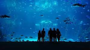 poema del mar aquarium what to know