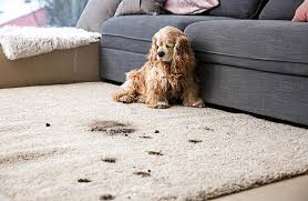 odor removal services for carpets in