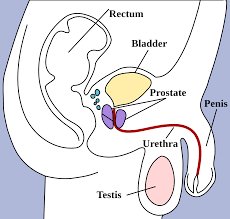 Sistem urogenital merupakan sistem yang terdiri dari sistem urinaria dan sistem genital, yang mana sistem urinaria dibagi menjadi traktus urinaria atas dan bawah. Sistem Urogenital Wikipedia Bahasa Indonesia Ensiklopedia Bebas