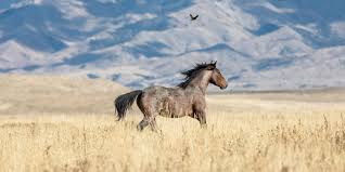 why-are-wild-horses-good