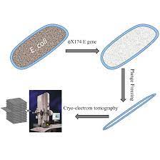 controlled bacterial lysis for electron