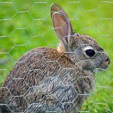 Fencing Hexagonal Rabbit