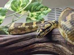 carpet python care sheet size