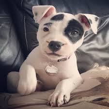 Pitbull puppies for sale craigslist ny. Available Pitbull Pitbull Puppy For Sale