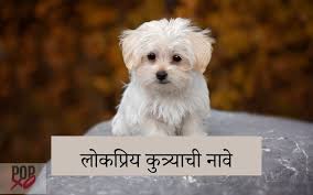 100 male and female marathi dog names