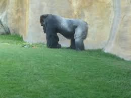 maffig gorilla picture of fuengirola