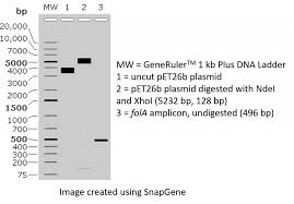 protocol for preparing ndei and xhoi